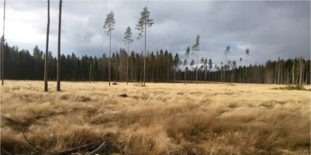 Лесное хозяйство &ndash; деятельность, назначение, список по географии