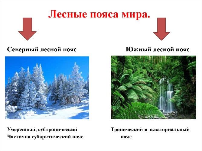 Лесной ресурс мира &ndash; классы, обеспеченность стран