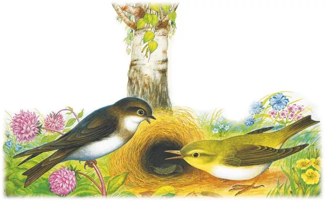 «Лесные домишки» В. Бианки — краткое содержание