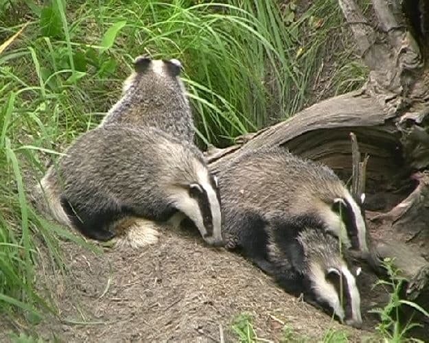 Лесостепь – географическое положение в России, характеристика климата природной зоны в таблице