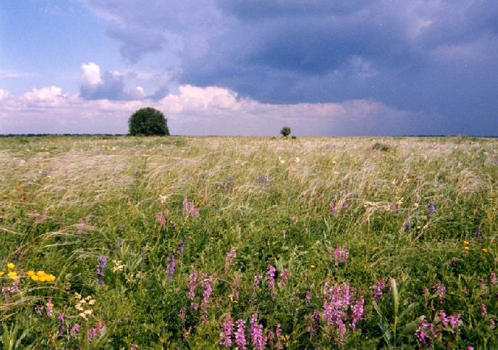 Лесостепь – географическое положение в России, характеристика климата природной зоны в таблице