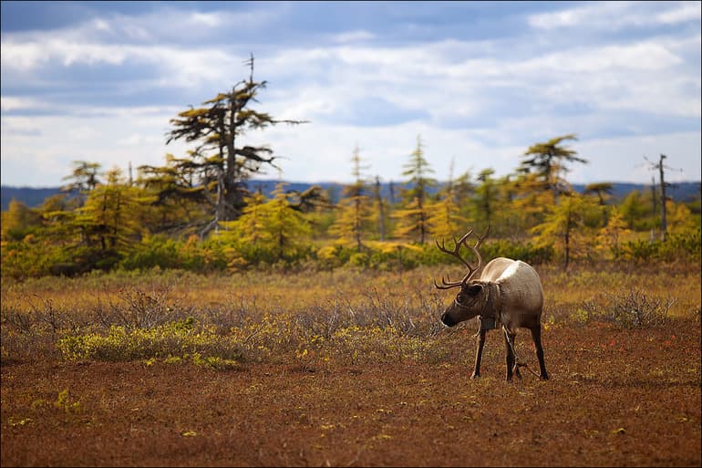 Лесотундра России &mdash; положение, характеристика и уникальность флоры и фауны