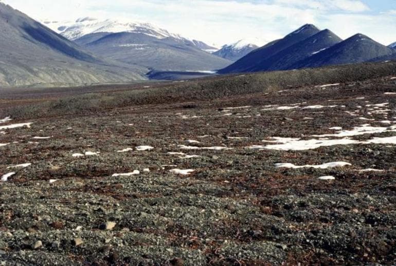 Лесотундра России &mdash; положение, характеристика и уникальность флоры и фауны