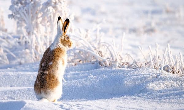 ЛОВКИЙ — проверочное слово к букве «В»