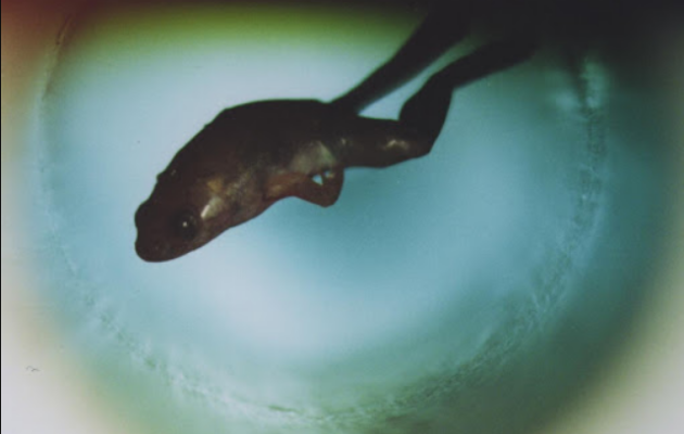 Магнитные свойства вещества &ndash; кратко о применении, чем характеризуются,&nbsp;самое важное (11 класс)