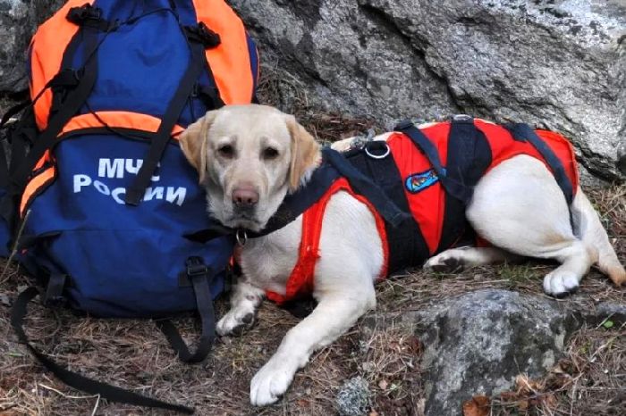 МЧС России &ndash; описание кратко для доклада (3 класс, окружающий мир)