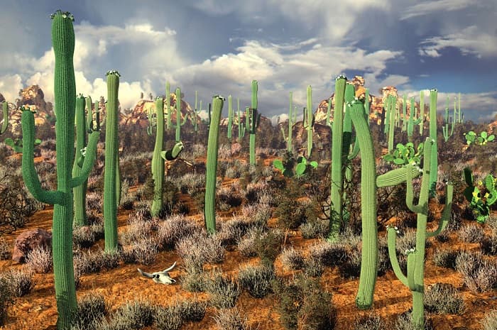 Мексика &mdash; особенности географического положения и общая характеристика страны