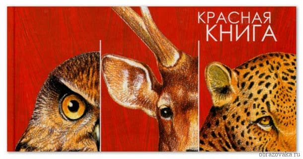Международная красная книга – список животных и растений (4 класс)