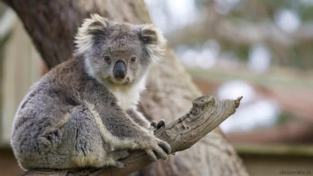 Международная красная книга – список животных и растений (4 класс)