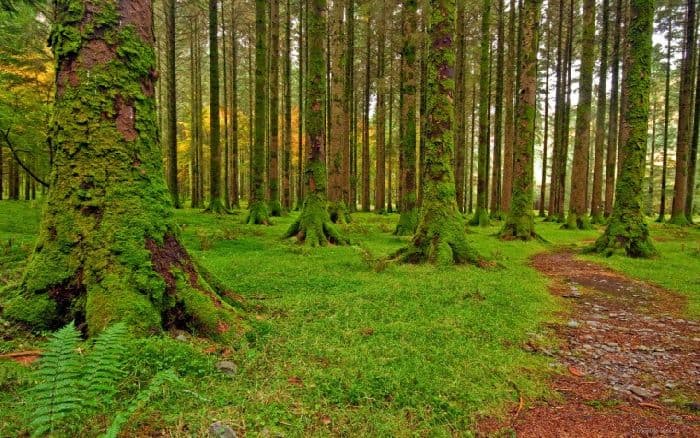 Мир растений таблица (3 класс, окружающий мир)