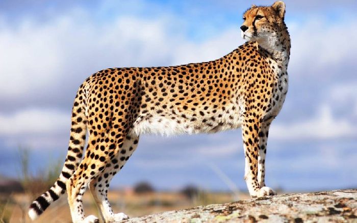 Млекопитающие наземно-воздушной среды обитания – представители и примеры кратко (3 класс, окружающий мир)