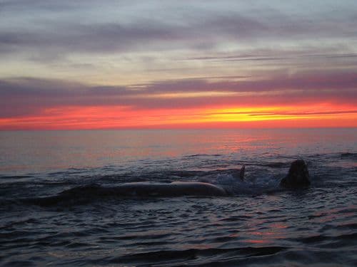 Моря России в таблице омывающие страну (8 класс, география)