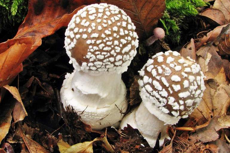 Мухомор &mdash; характеристика, особенности строения и применение