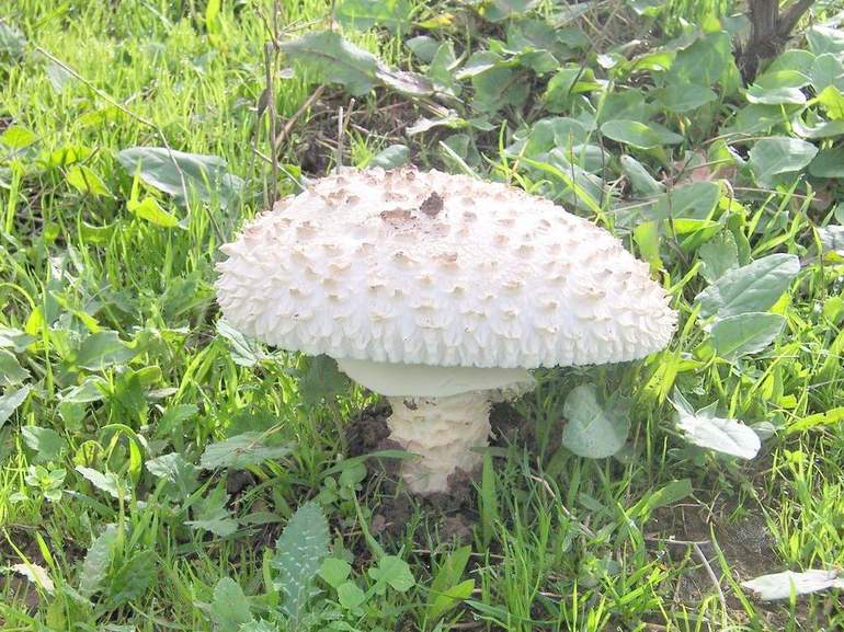 Мухомор &mdash; характеристика, особенности строения и применение