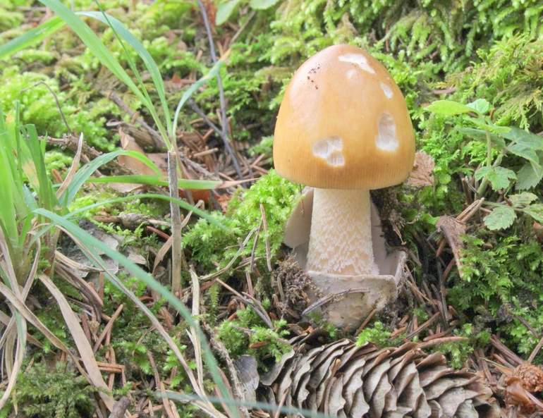 Мухомор &mdash; характеристика, особенности строения и применение