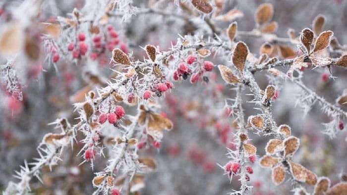 Наблюдения осени (окружающий мир, 2 класс)