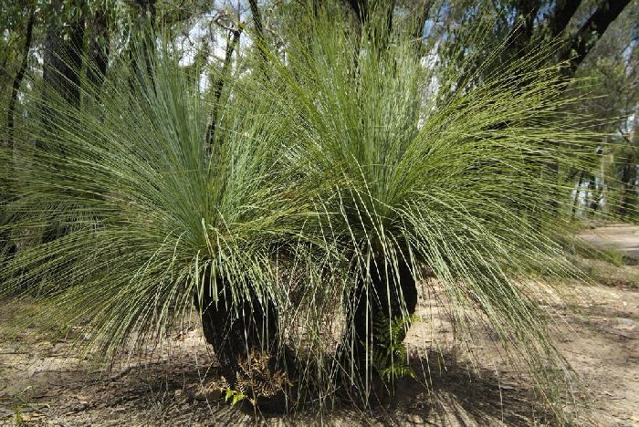 Названия трав &ndash; примеры для школьников, какие бывают группы травянистых растений кратко (2 класс, окружающий мир)