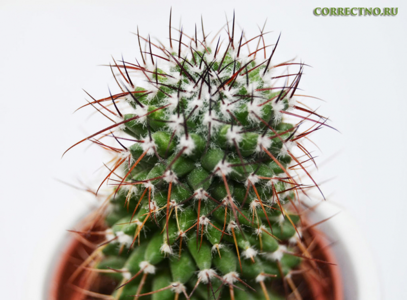 Необъятный или необьятный: как правильно пишется слово?