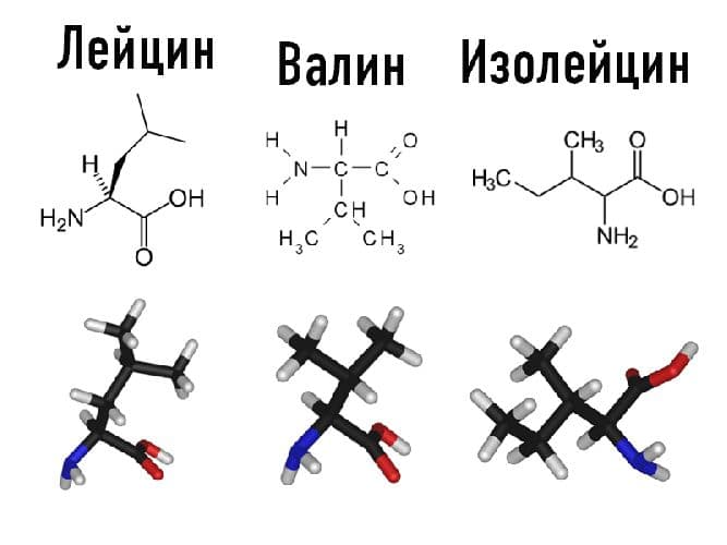 Незаменимые аминокислоты списком (химия, 11 класс)