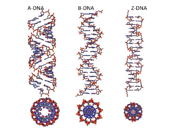 Нуклеиновые кислоты &ndash; строение, виды структуры (химия, 10 класс)