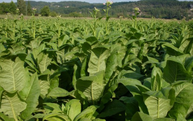 О вреде курения на организм человека &ndash; кратко для сообщения на тему о сигаретах для детей (5 класс)