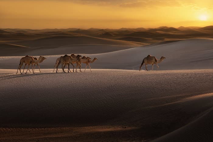 Объединенные Арабские Эмираты — форма правления, экономика и промышленность