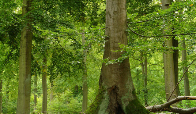 Объекты всемирного наследия в Австрии &ndash; список примеров для 4 класса по окружающему миру