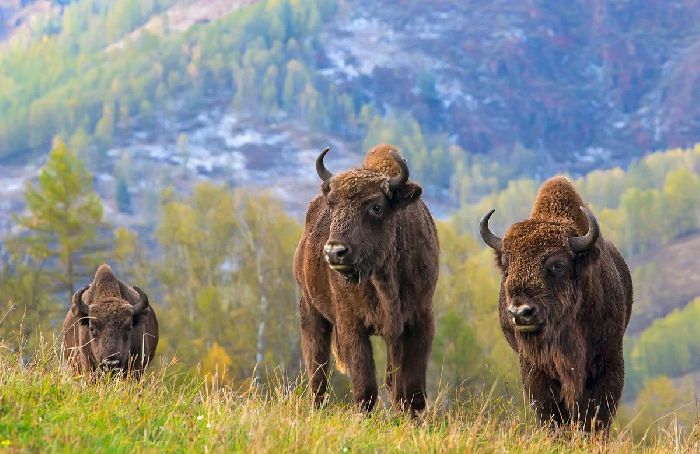 Объекты всемирного наследия в России – список примеров объектов на территории кратко (3-4 класс)