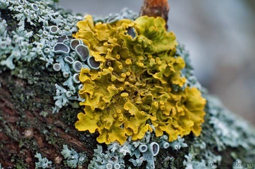 Обитатели леса, как связаны между собой (3 класс)