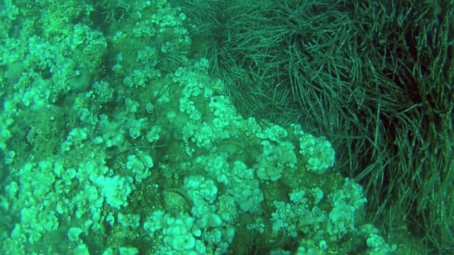 Обитатели мирового океана &ndash; животный мир и другая жизнь на поверхности и под водой