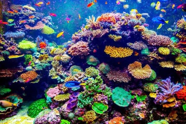 Обитатели соленых и пресных водоемов (3 класс)