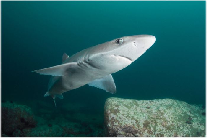 Обитатели суши Черного моря &ndash; животные черноморского побережья кратко (4 класс, окружающий мир)