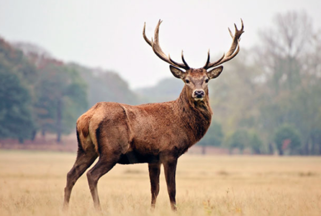 Обитатели суши Черного моря &ndash; животные черноморского побережья кратко (4 класс, окружающий мир)
