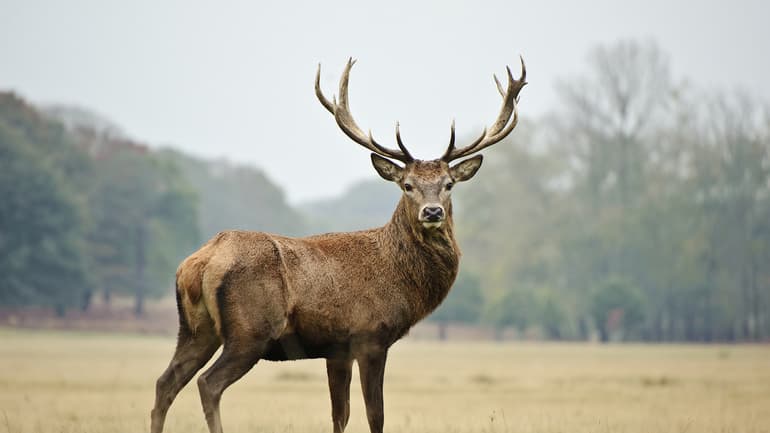 Олень — описание и виды животного