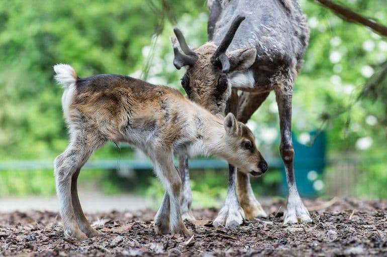Олень — описание и виды животного