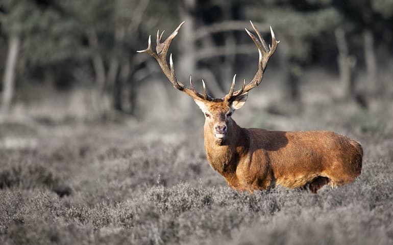 Олень — описание и виды животного
