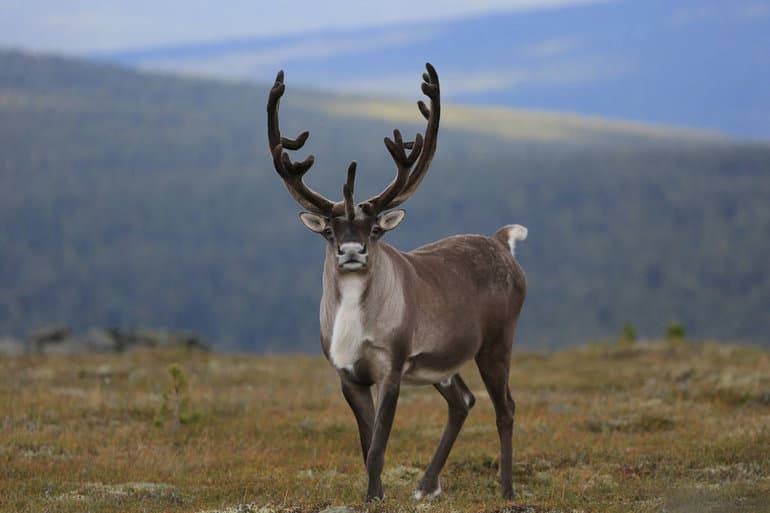 Олень — описание и виды животного