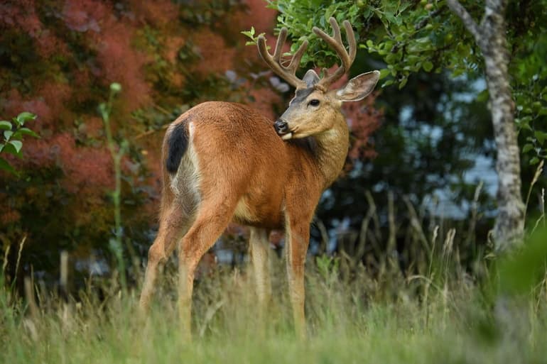 Олень — описание и виды животного