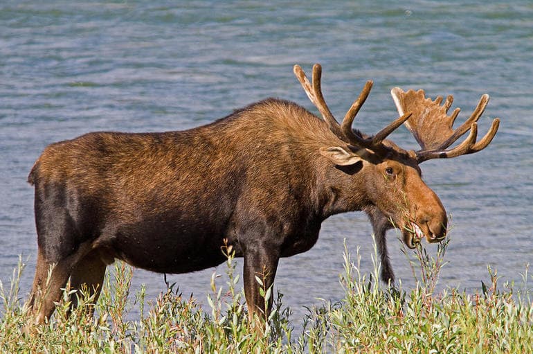 Олень — описание и виды животного