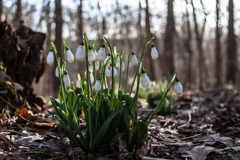 Описание подснежника &mdash; белоснежного символа весны