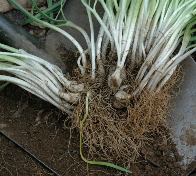 Описание подснежника &mdash; белоснежного символа весны