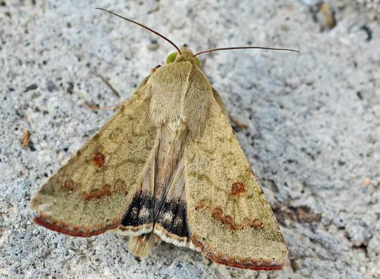 Описание подснежника &mdash; белоснежного символа весны