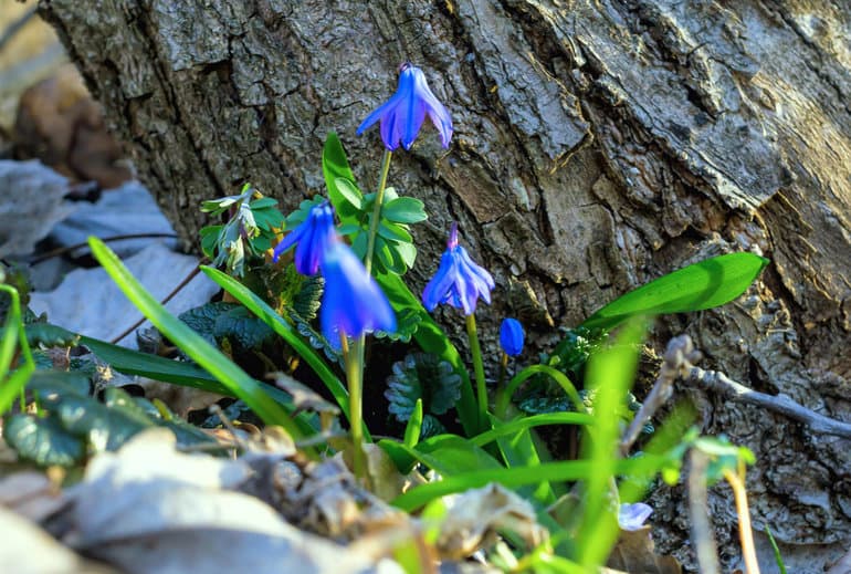 Описание подснежника &mdash; белоснежного символа весны