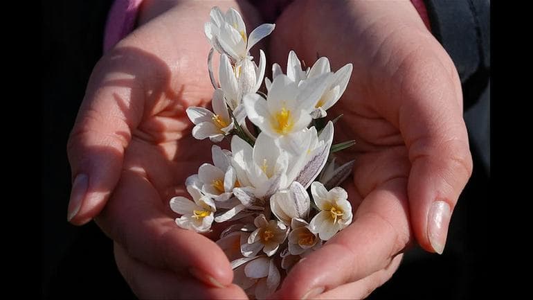 Описание подснежника &mdash; белоснежного символа весны