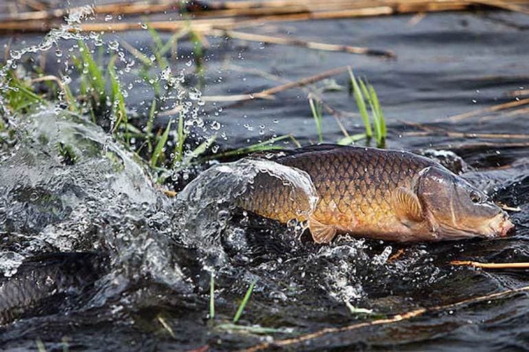 Описание реки Волга &mdash; географическое положение и общие характеристики
