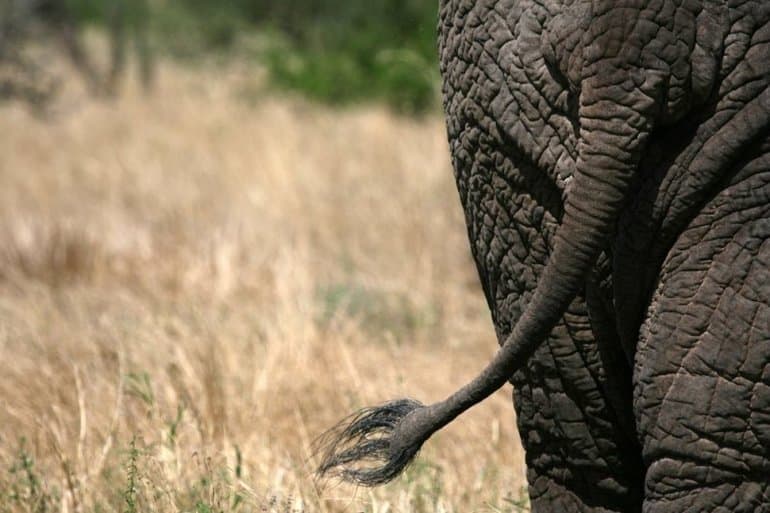 Описание слона &mdash; характеристика, виды и образ жизни животного