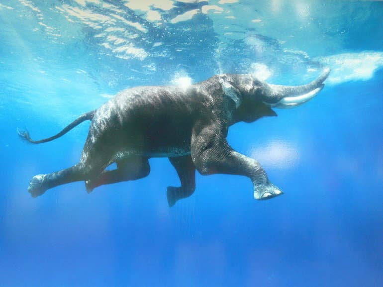 Описание слона &mdash; характеристика, виды и образ жизни животного