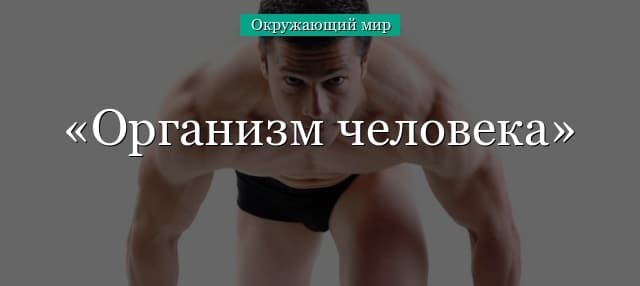 Организм человека (окружающий мир, 3 класс)