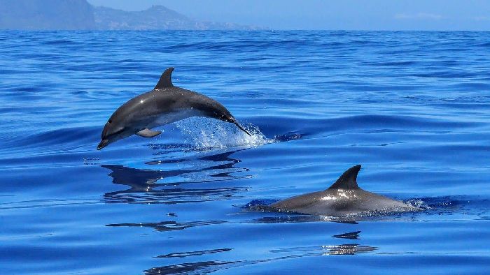 Органы чувств у животных – значение, функции, характеристики и строение кратко (2 класс, окружающий мир)