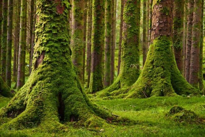 Ориентирование по местным признакам – какие помогают ориентироваться, природные способы (5 класс)